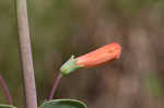 Scarlet beardtongue